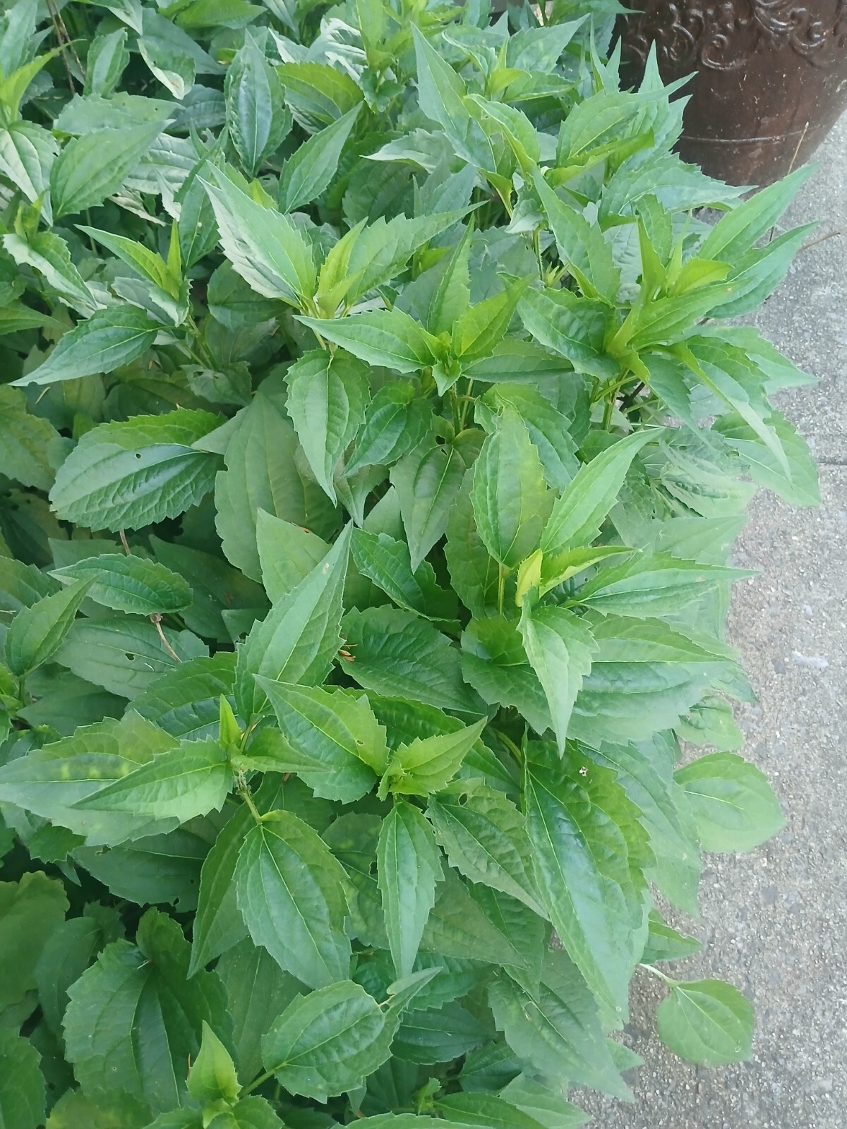 BLACK EYED SUSAN SEEDS Tender Perennial Pollinators Non-GMO Seeds