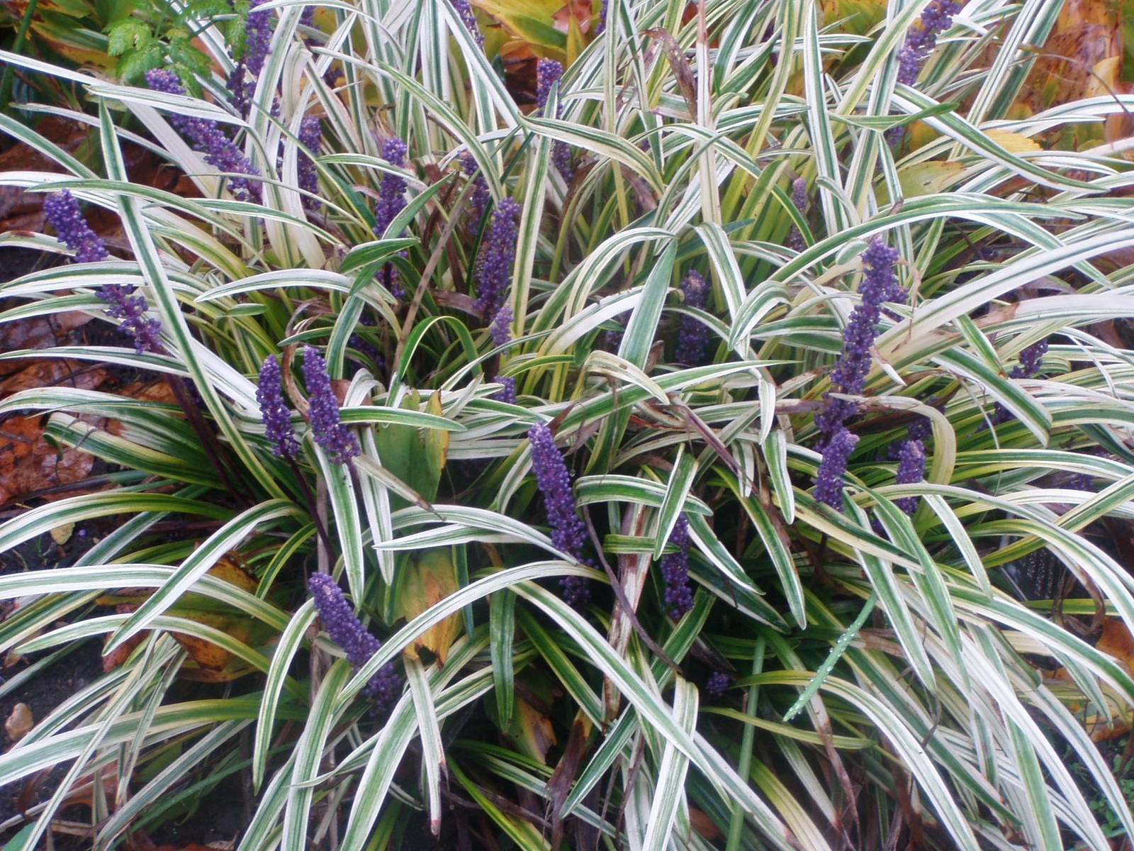 Liriope Variegata 60 Plants in 3-1/2 inch Pots