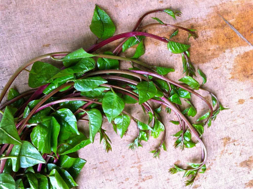 Red and Green Mix Malabar Spinach Seeds | Basella Alba 蚕菜पोई Pui Asian Vegetable