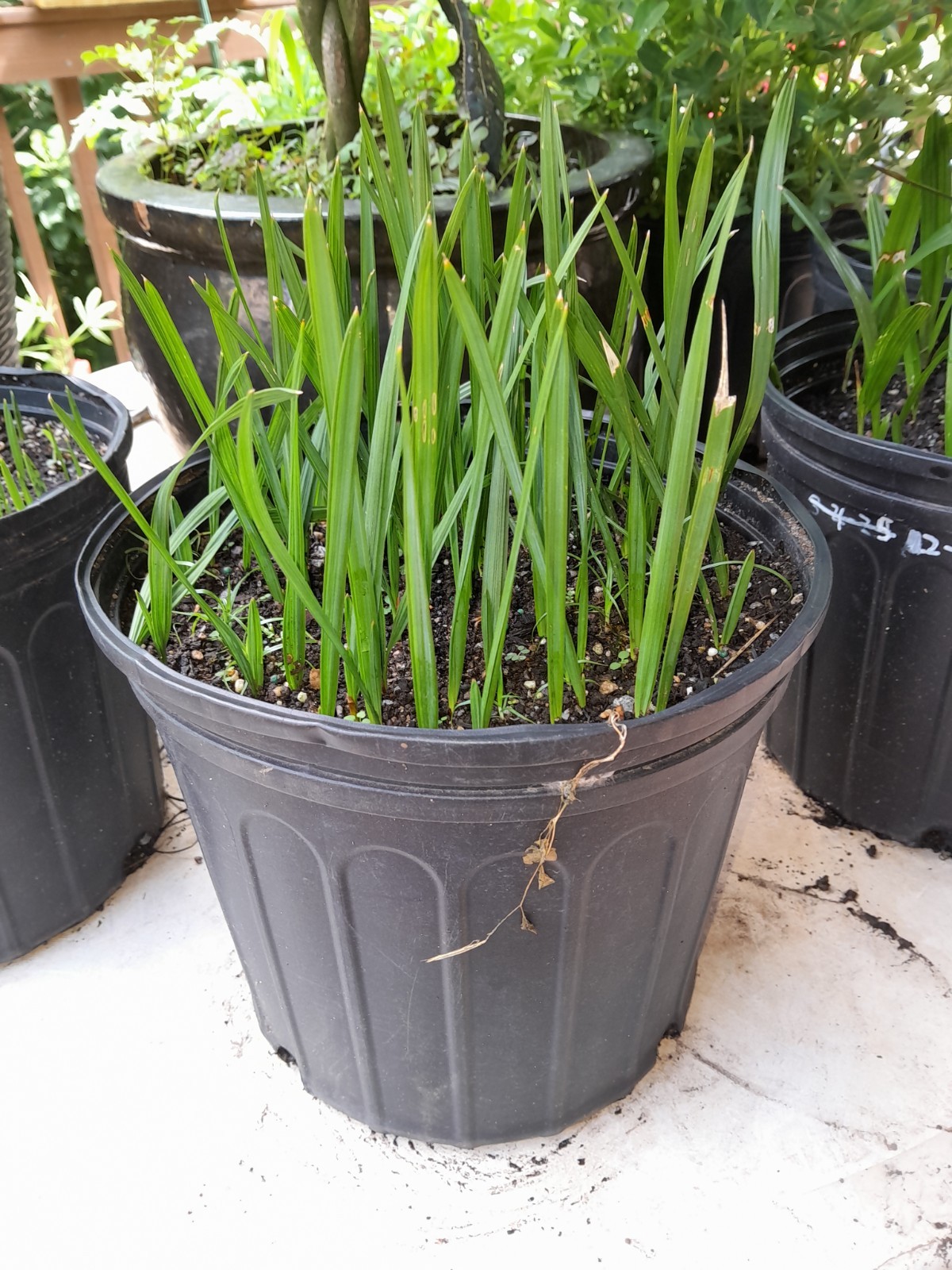 Sabal Palm Seedlings Pack of 5