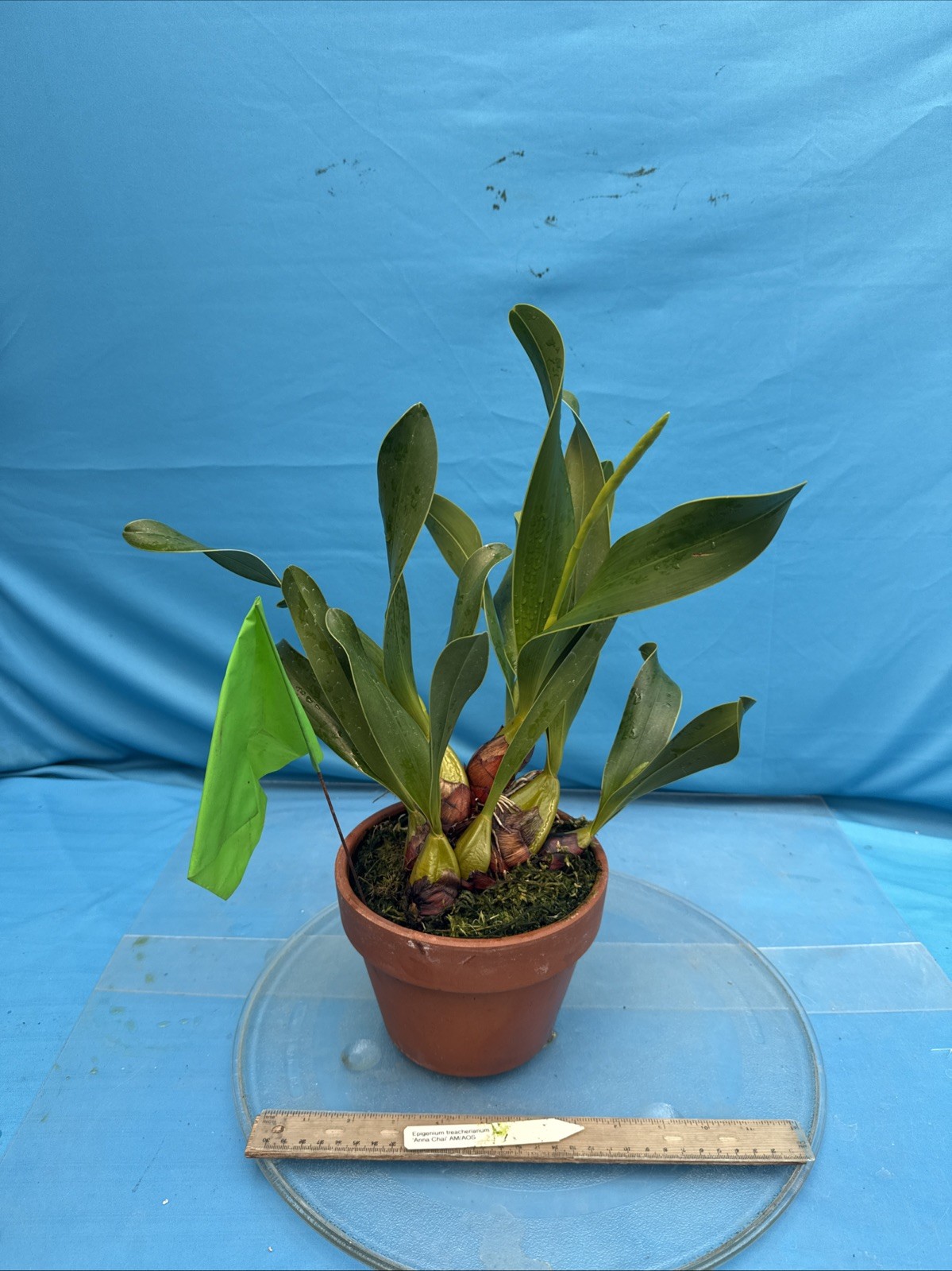 Epigeneium treacherianum ‘Anna Chai’ AM Fragrant Orchid Species 6” Pot 4 Spikes