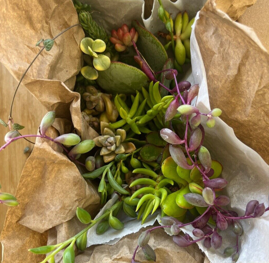 Cutting Succulents & 3 kind of String & 1 Extra Assorted Box Free Shipping