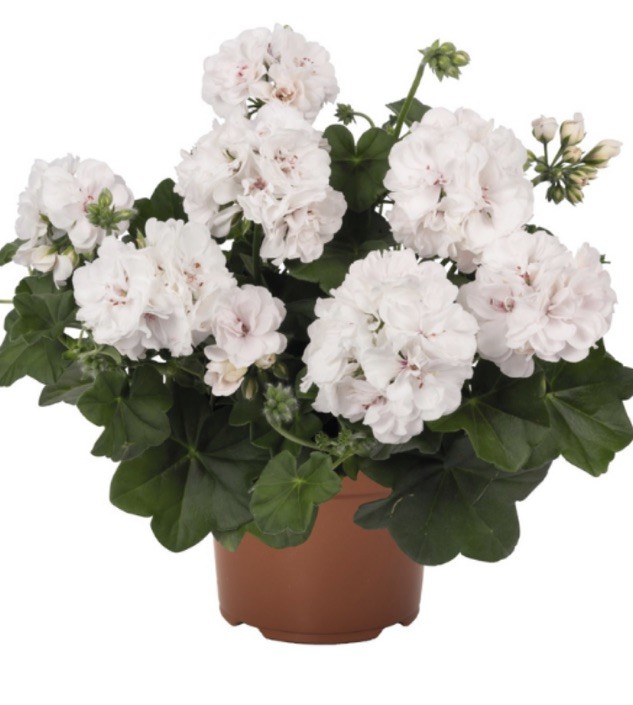 1 White GERANIUM IVY GREAT BALLS OF FIRE Plants PlugStarted Plant 2 In Pot