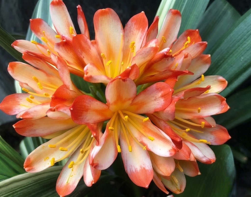 Clivia Ghost Variegated White Lips x Self one plant