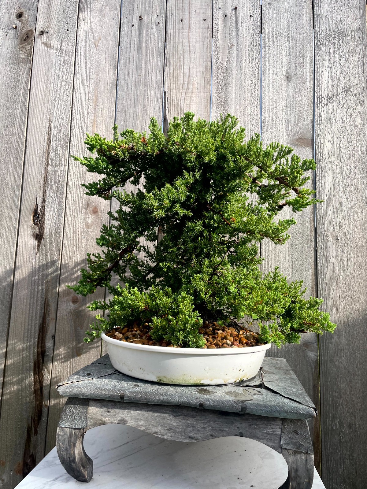 AWESOME! FATHER’S DAY GIFT – Procumbens Nana Juniper Bonsai, 16 YR, Trunk #907