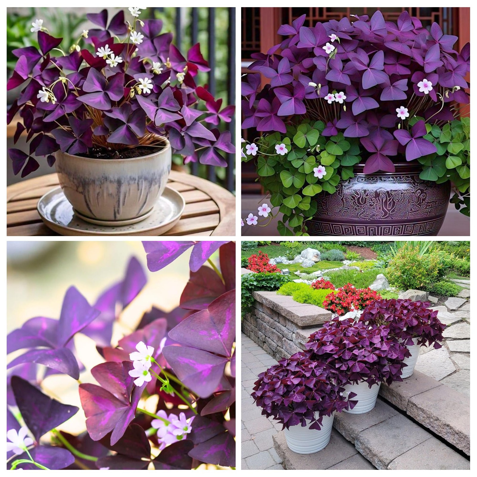 12+ Purple Oxalis Triangularis Bulb Flowers for Planting Indoors or
