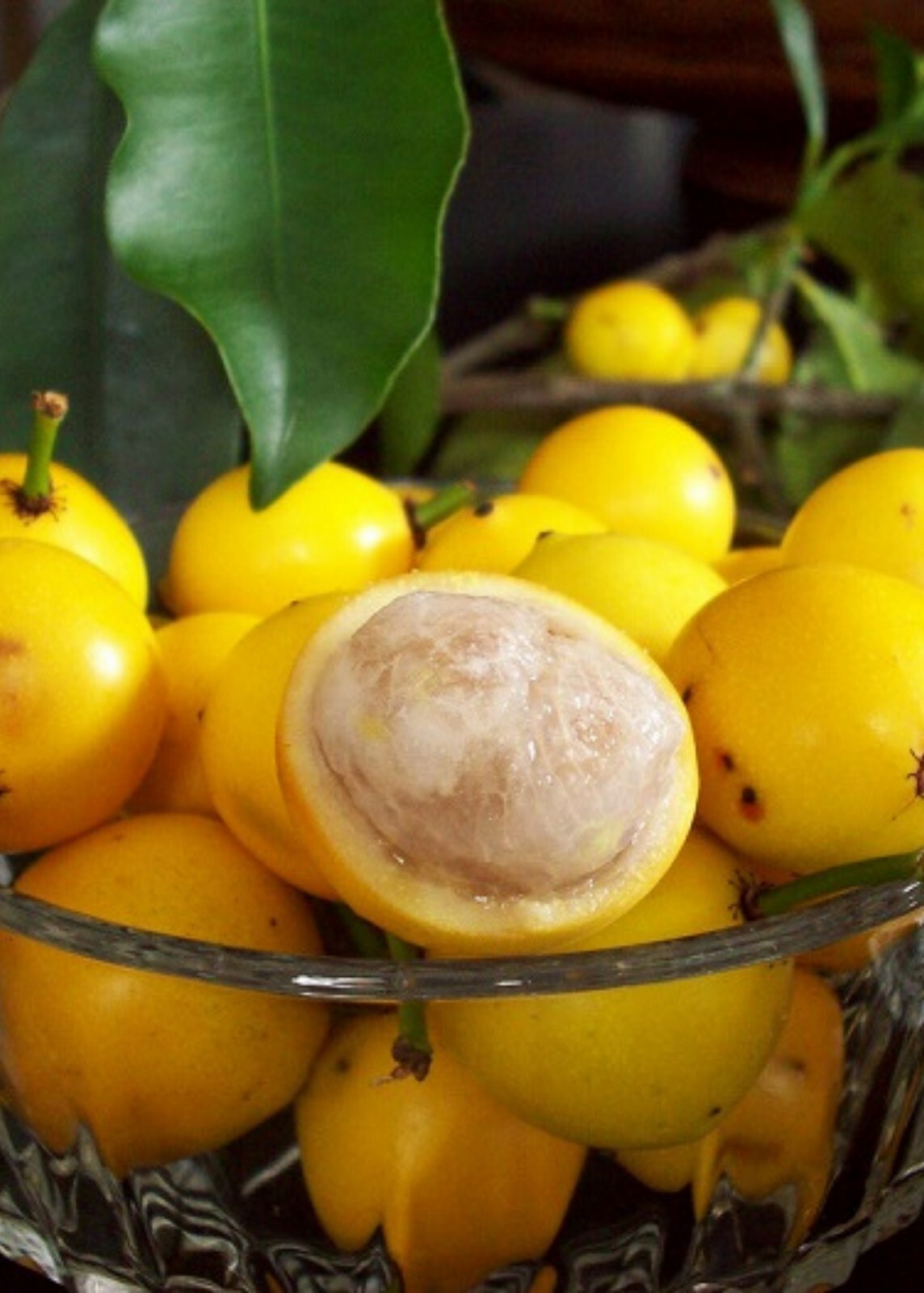 Lemon Drop Mangosteen GarciniaIntermedia Seeds 5 Non GMO OrganicPuerto Rico