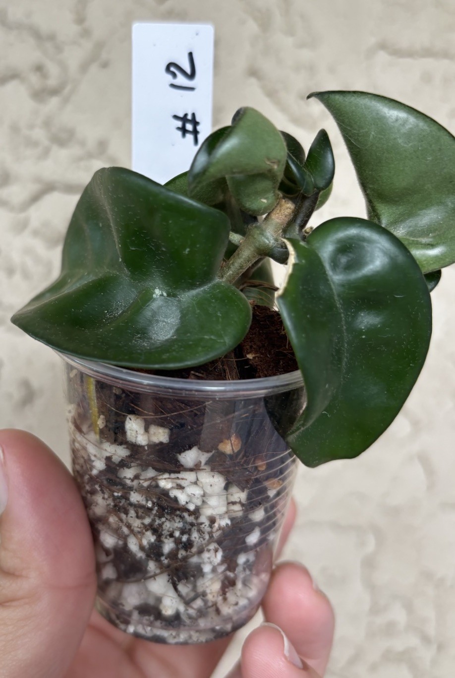 Hoya Hindu rope/ Hoya carnosa compacta / flor de cera/wax plant (#12)