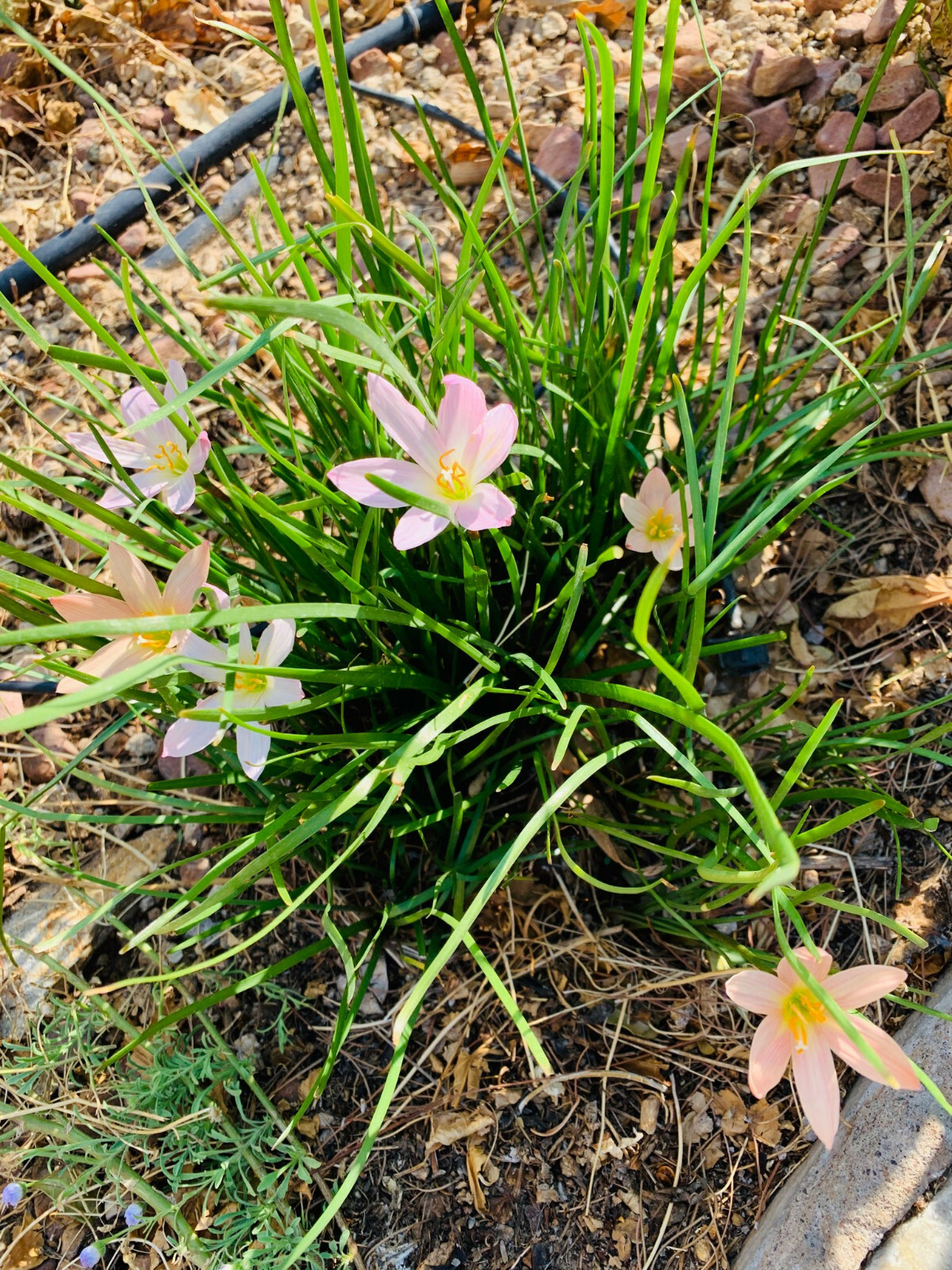 Zephyranthes treatiae Florida Native Fall Pink Flowers Grass Bulb Plant 6 Bulbs