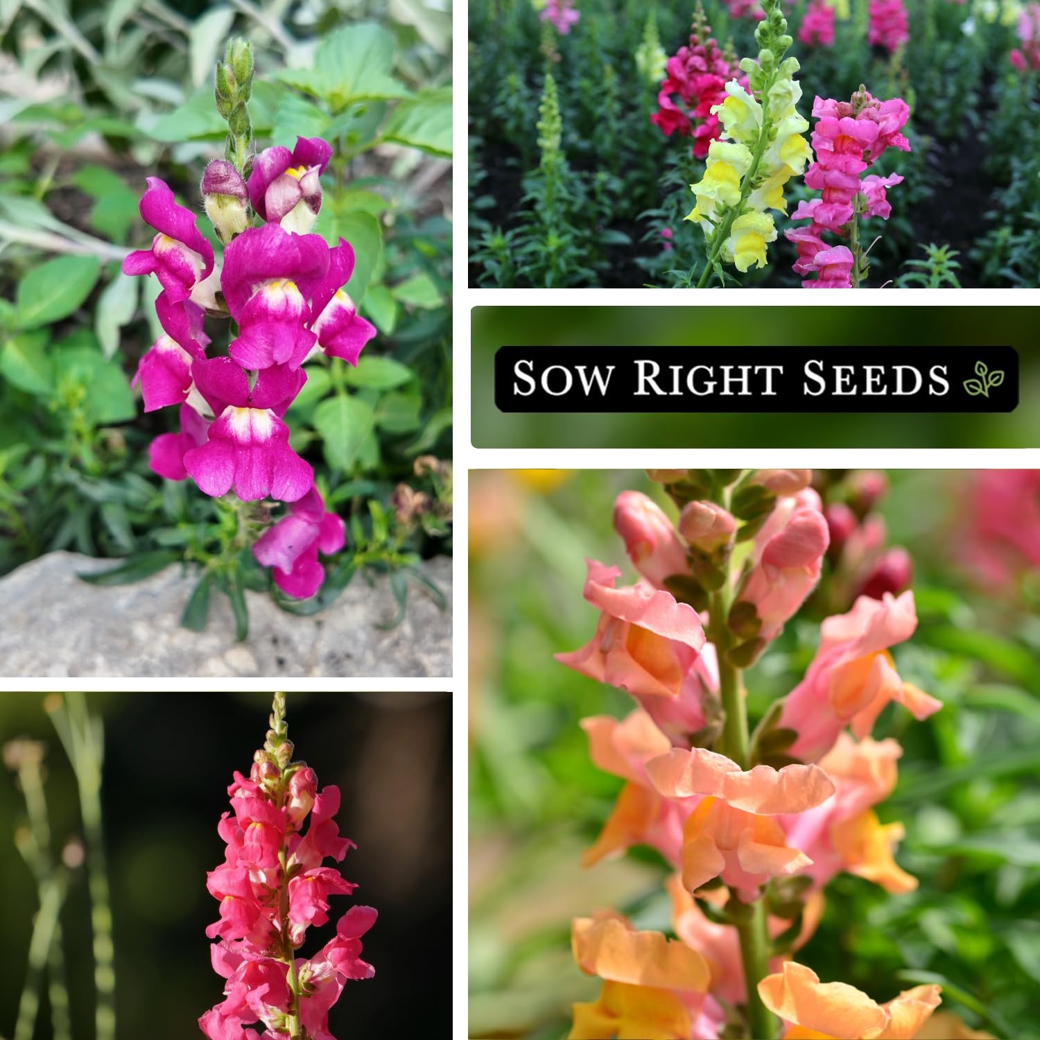 Sow Right Seeds – Large Mix Snapdragon for Planting – Non-GMO mix