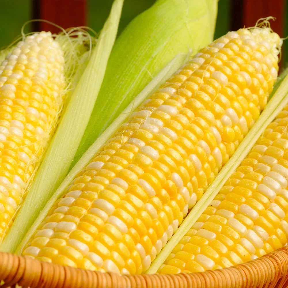 Ambrosia Sweet Corn Seeds, Bicolor Corn, (F1 SE Hybrid), FREE SHIPPING