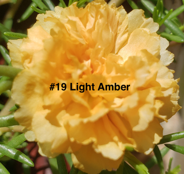 Moss Rose ( Portulaca Grandiflora ) , Mix, 10 unrooted Cutting