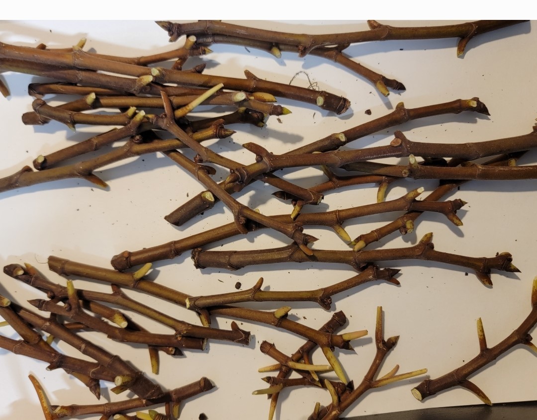 30+ LSU Gold fig Cuttings, various nodes and lengths