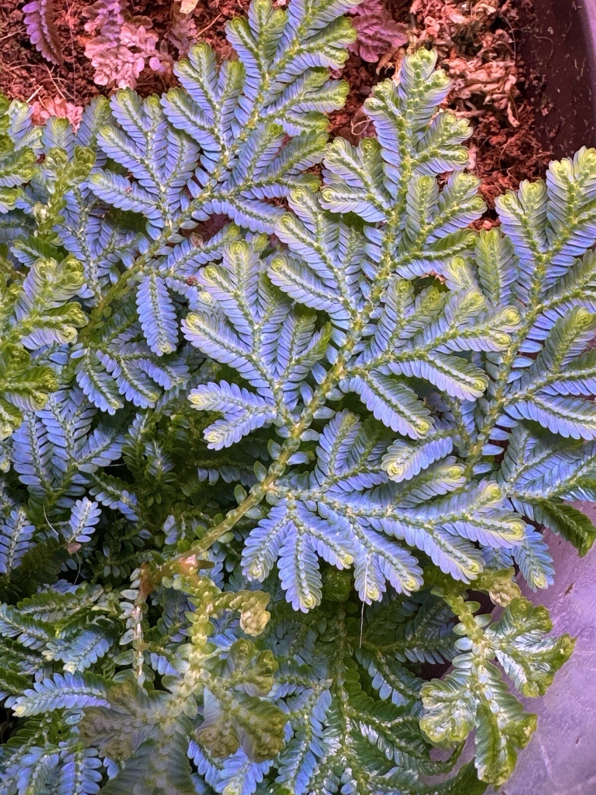 Selaginella Wildenowii Peacock Moss Spikemoss Fern Rare Terrarium Plant Cutting