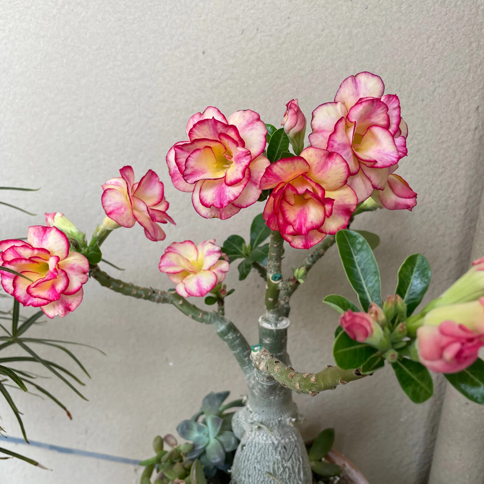 Live Bare Root Desert Rose, Easy Care Indoor Outdoor Home Garden Decor