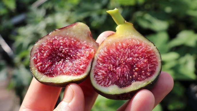 1 (One) Seedling of BLACK MADEIRA FIG -Live Plant (about 3-7″ tall)
