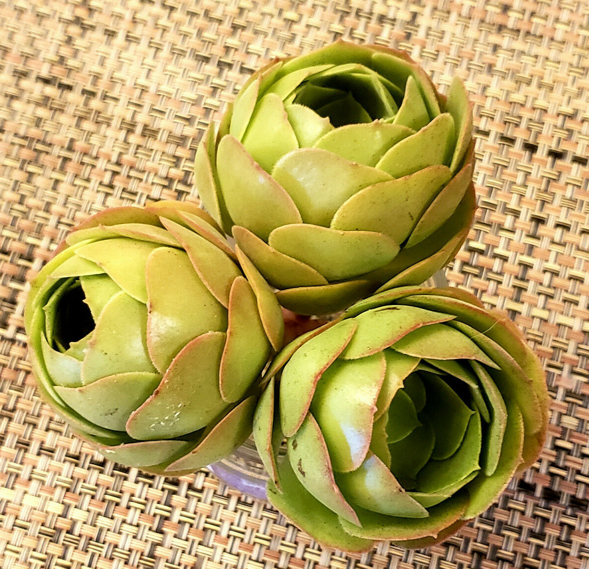 2 x AEONIUM SPP CUTTING – LOOKS LIKE A ROSE BUD – 2″ (= 5 CM) diameter