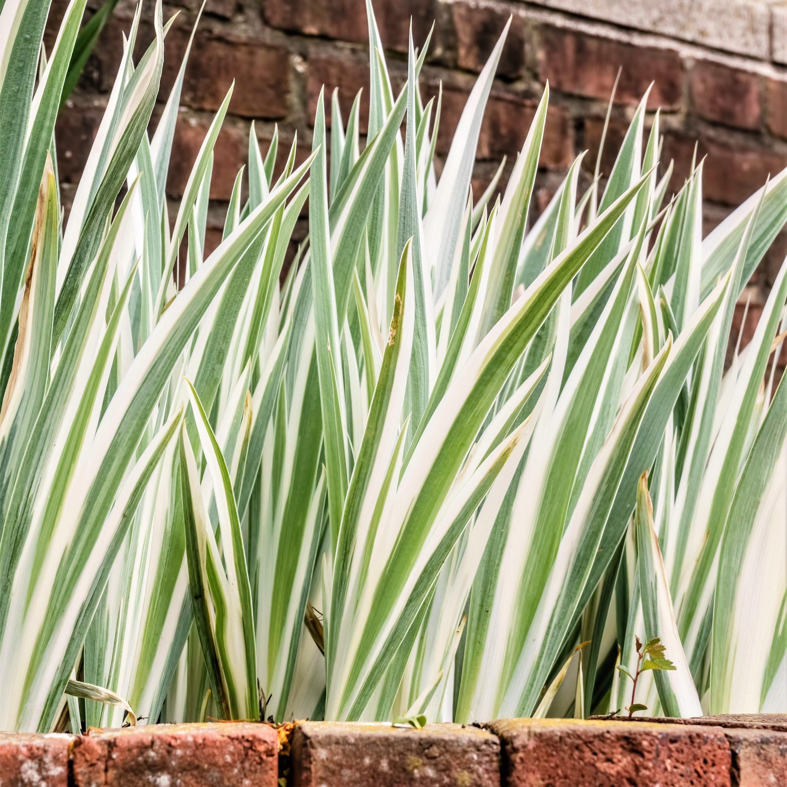 Iris Pallida Variegata White 1 Potted Plant Rooted in Quart Pot, Easy to Grow
