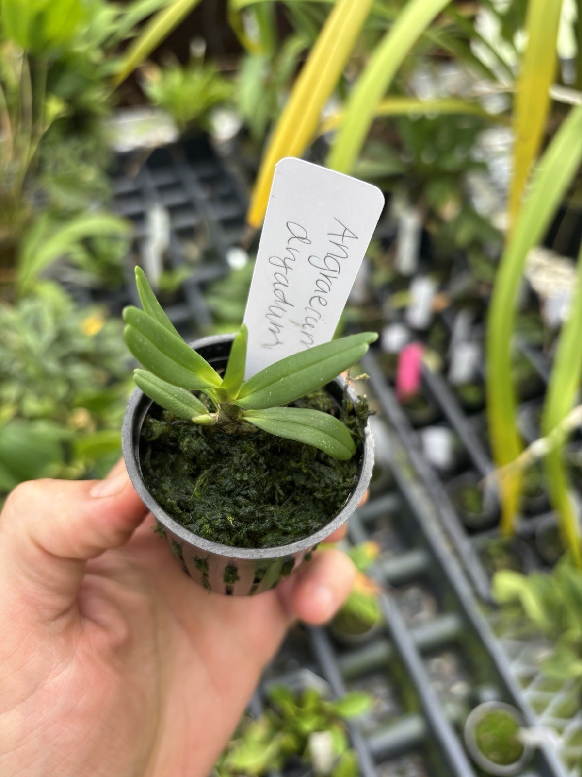 Angraecum dryadum Miniature Uncommon Fragrant Orchid Species