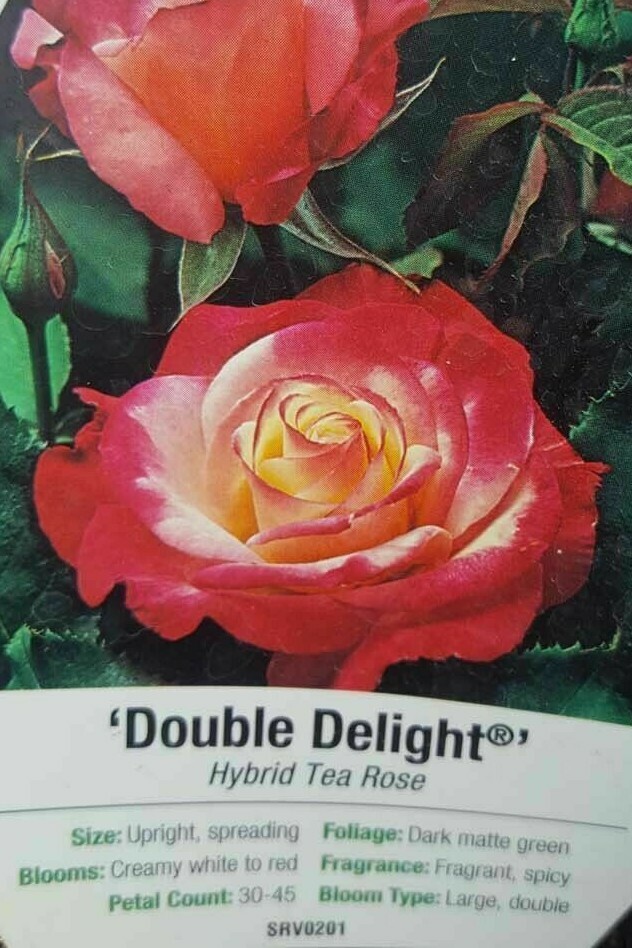 Double Delight Rose 5 Gal. Red White Live Bush Plants Hybrid Tea Plant Roses