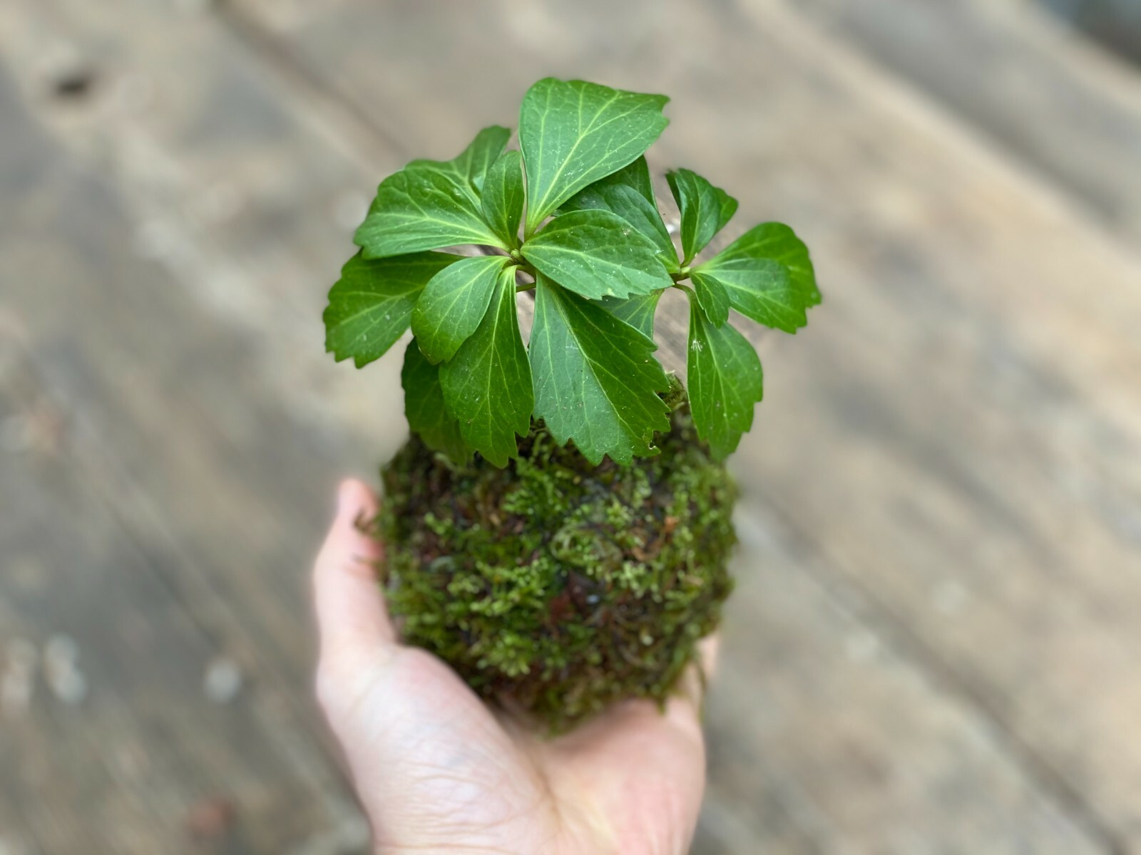 Traditional Japanese “Kokedama” Moss Garden – Made with Live Moss- Cold Tolerant