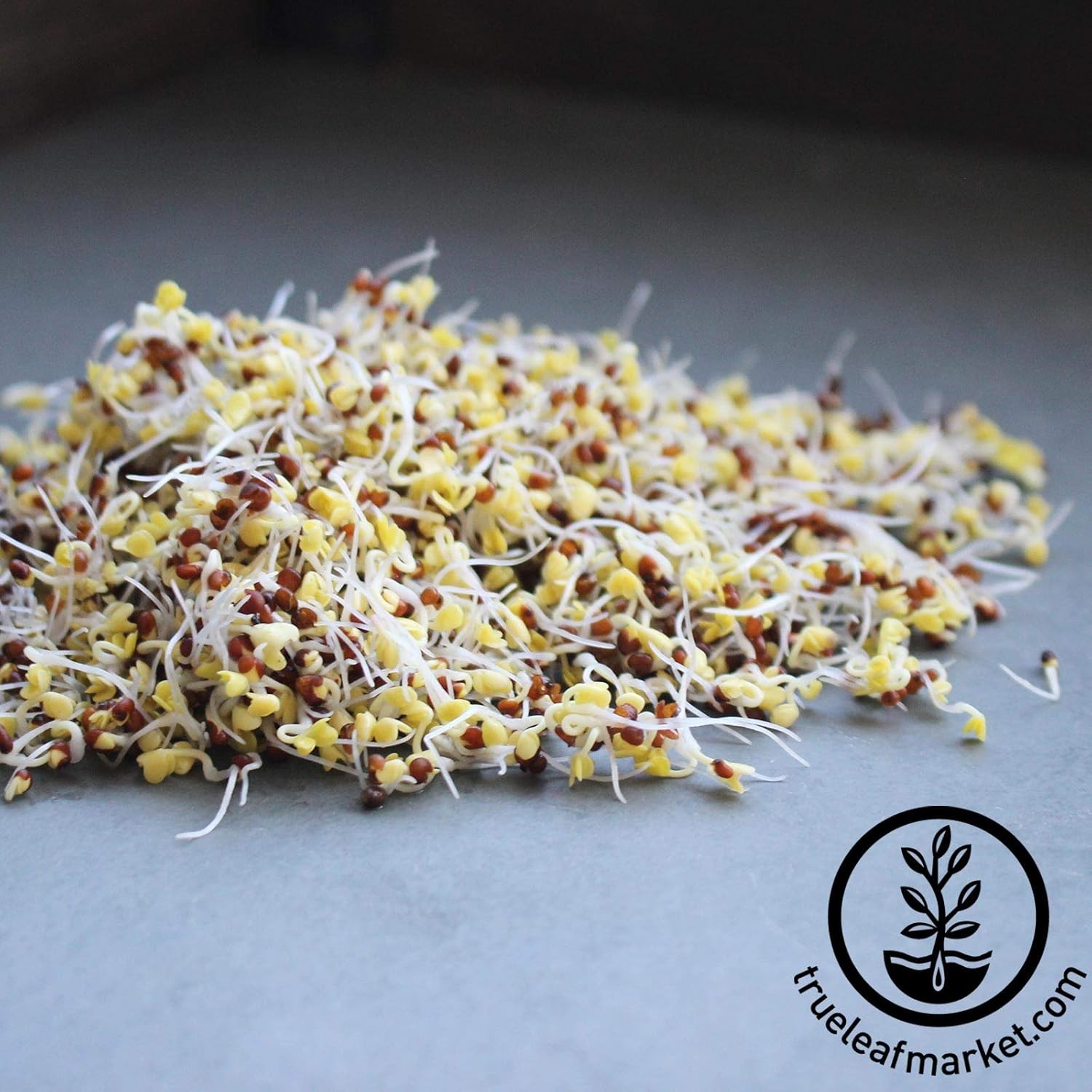 Organic Broccoli Sprouting Seeds 2.5 Lb High Sulforaphane Superfood Non-gmo