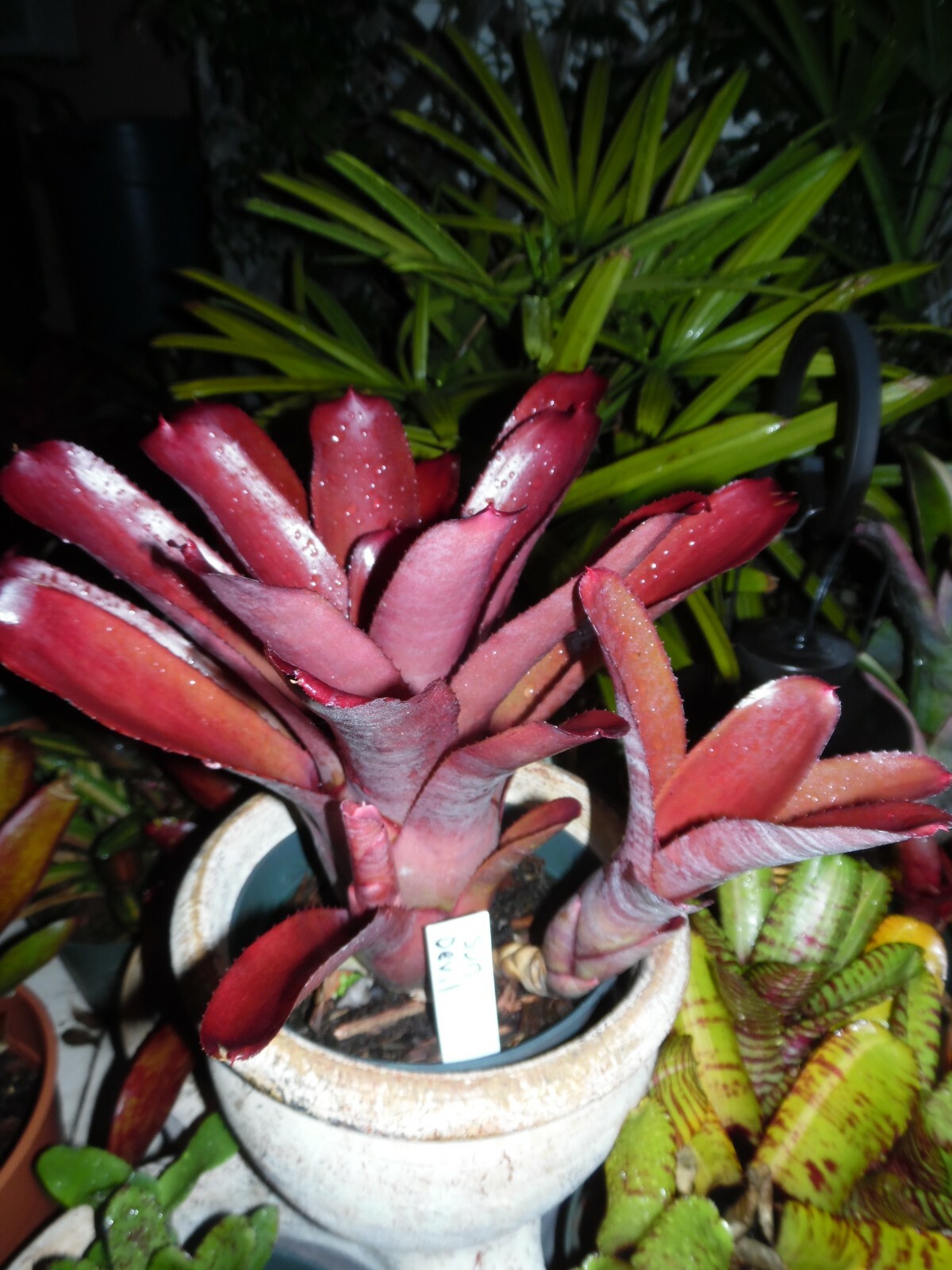 Neoregelia SUN DEVIL Bromeliad one tropical plant *MEDIUM*