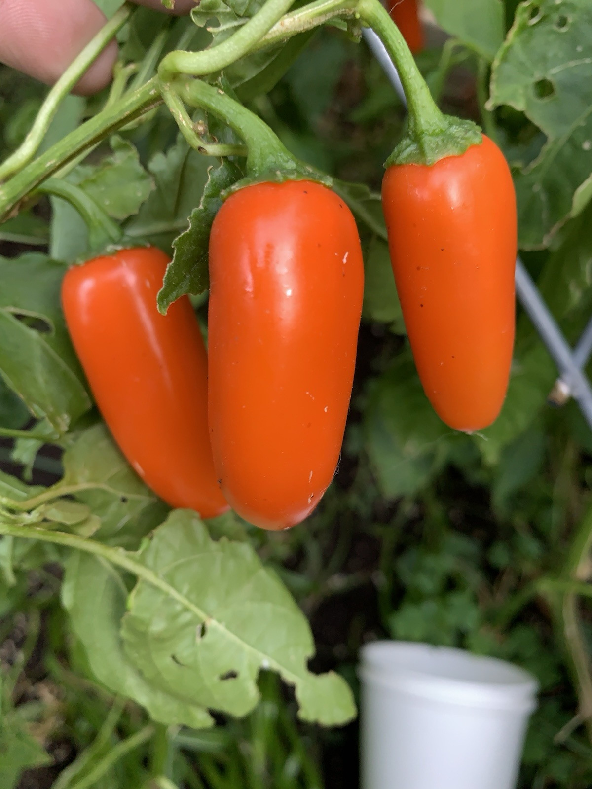 25+ Orange Spice Jalapeno Pepper Seeds 🇺🇸 USA Grown 100% Organic Spicy Fruit