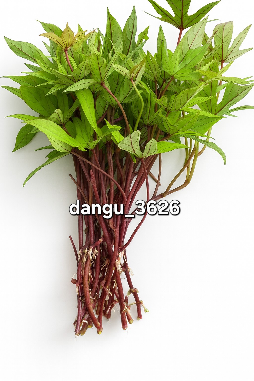 10 Orange Sweet Potato Slips Copper Jewel Variety–90 Days | Organic Luxury Slips