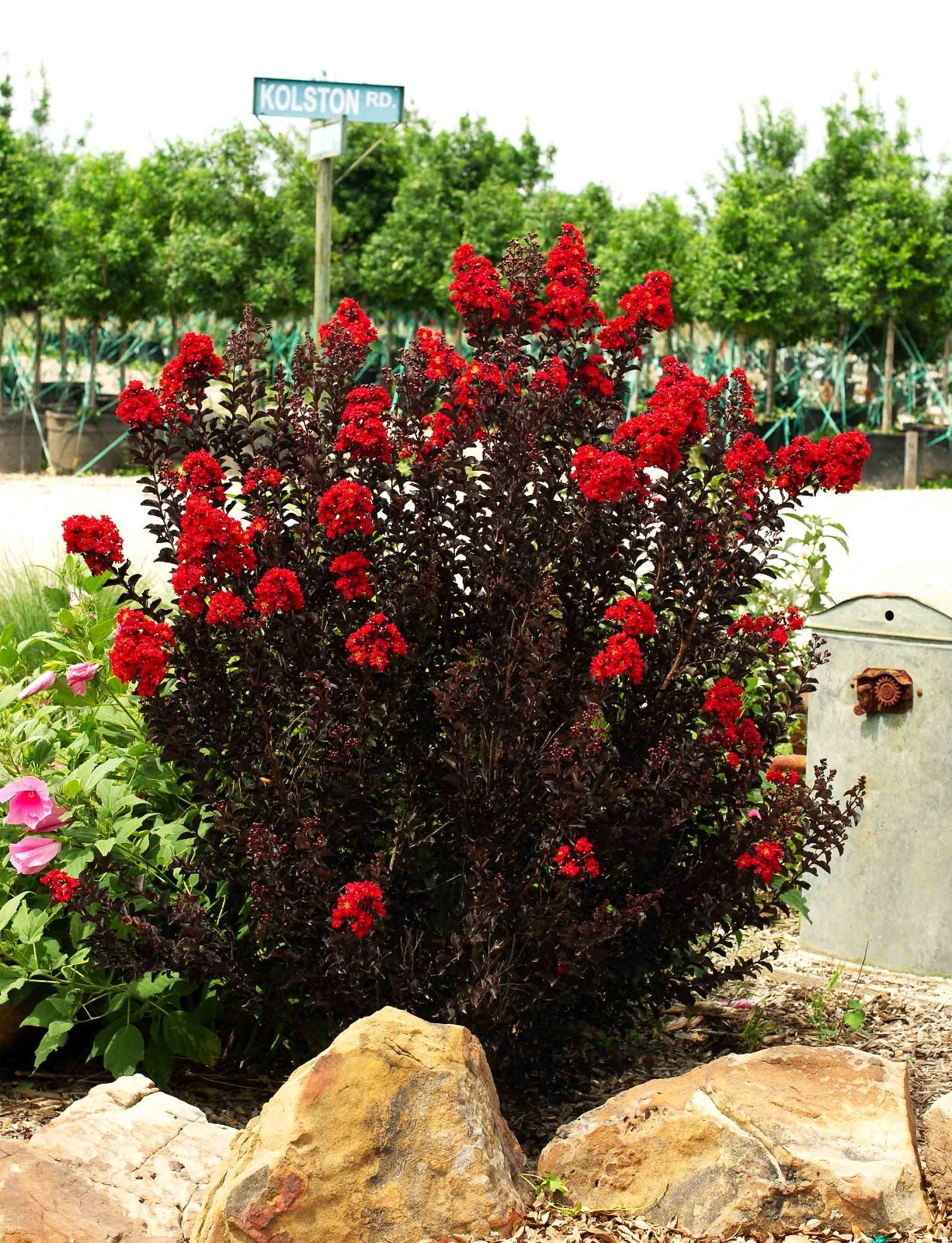 Ruby Thunderstruck Crape Myrtle Starter Lagerstroemia Rooted “STARTER” Plant