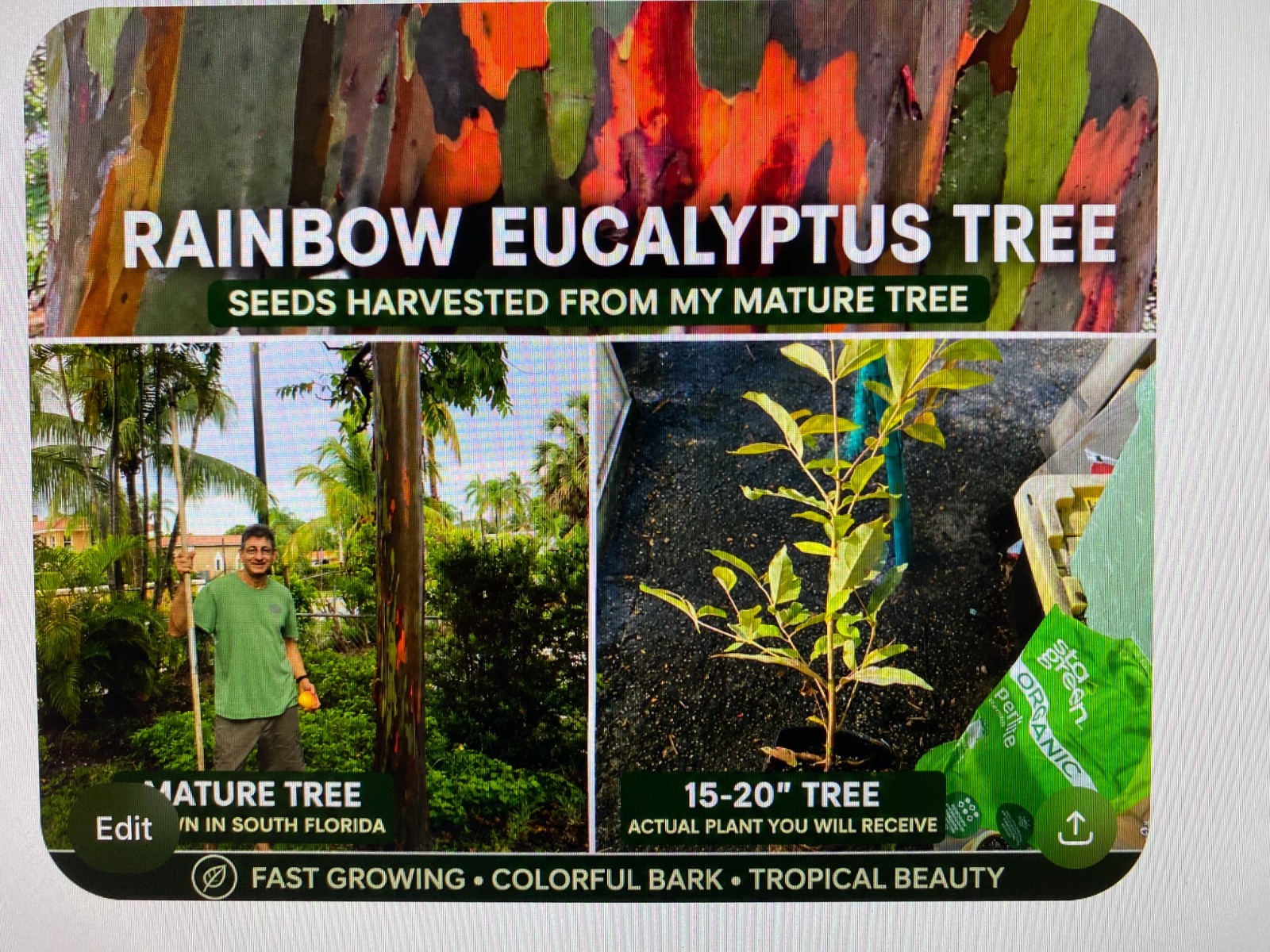 Rainbow eucalyptus seedling 12 to 20 inches tall shipped in 4 inch pot with soil