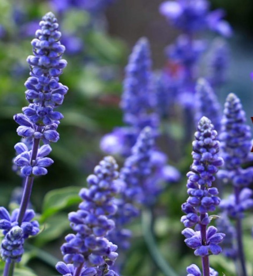 200+ Blue Sage Seeds **Fresh Seeds** ~~Free Shipping~~