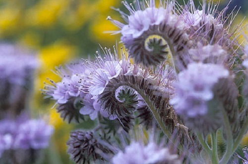 50+ PURPLE FIDDLENECK TANSY / LACY PHACELIA / RESEEDING ANNUAL / GRAPE SCENTED