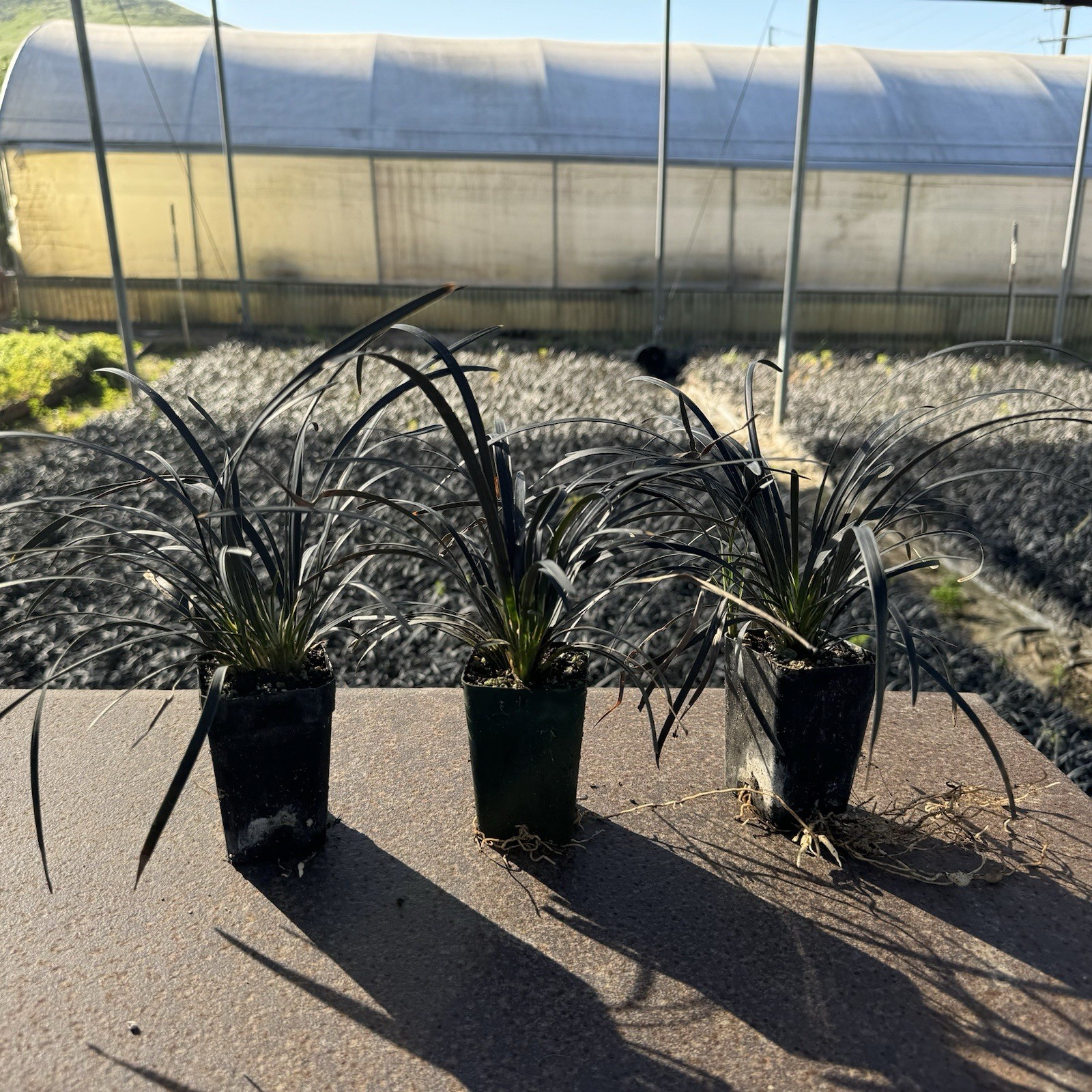 Pack of 1, Black Mondo Grass, Ophiopogon planiscapus ‘Nigrescens’,ONE Live Plant