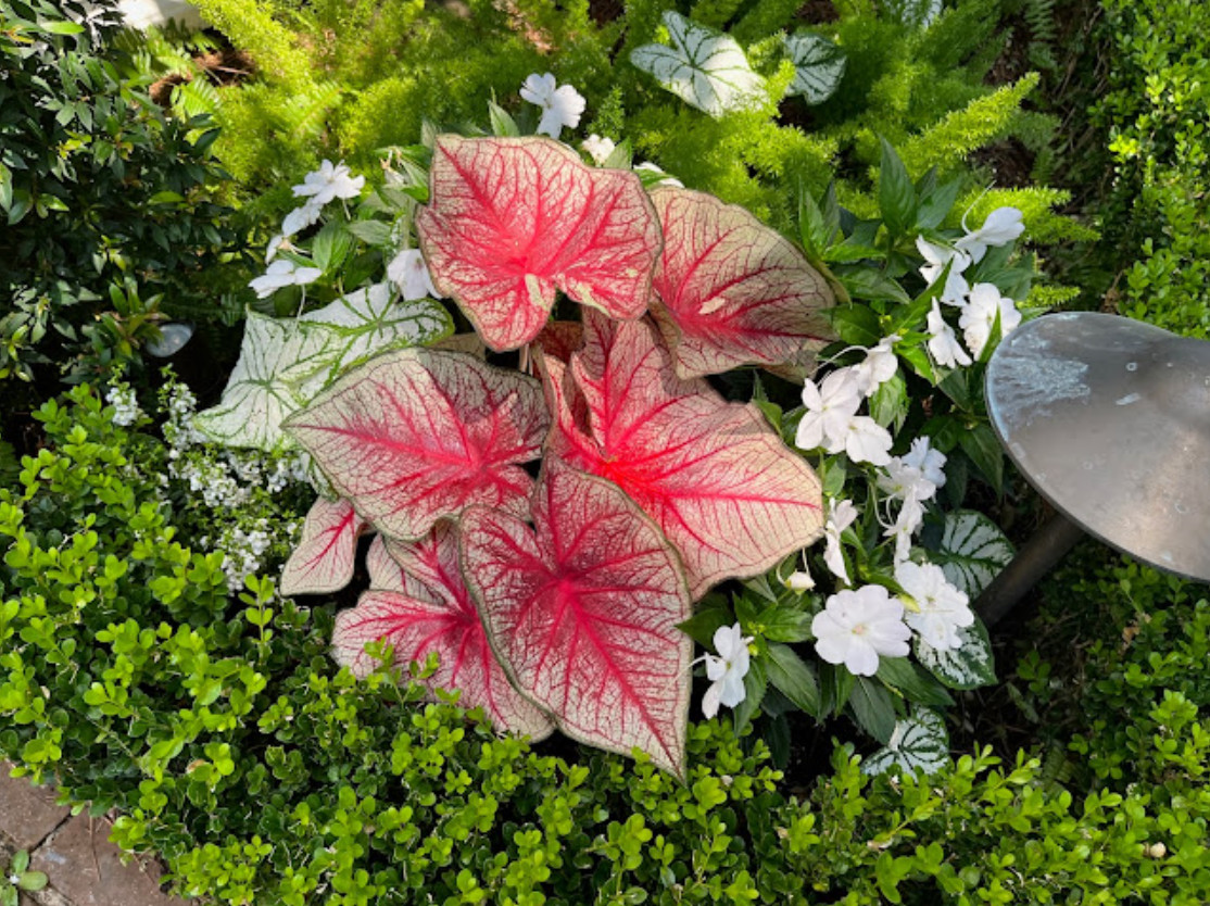 Caladium ‘Southern Charm’ – Size #2 Bulbs (4 Bulbs, 1-1.5″) – For Sun or Shade
