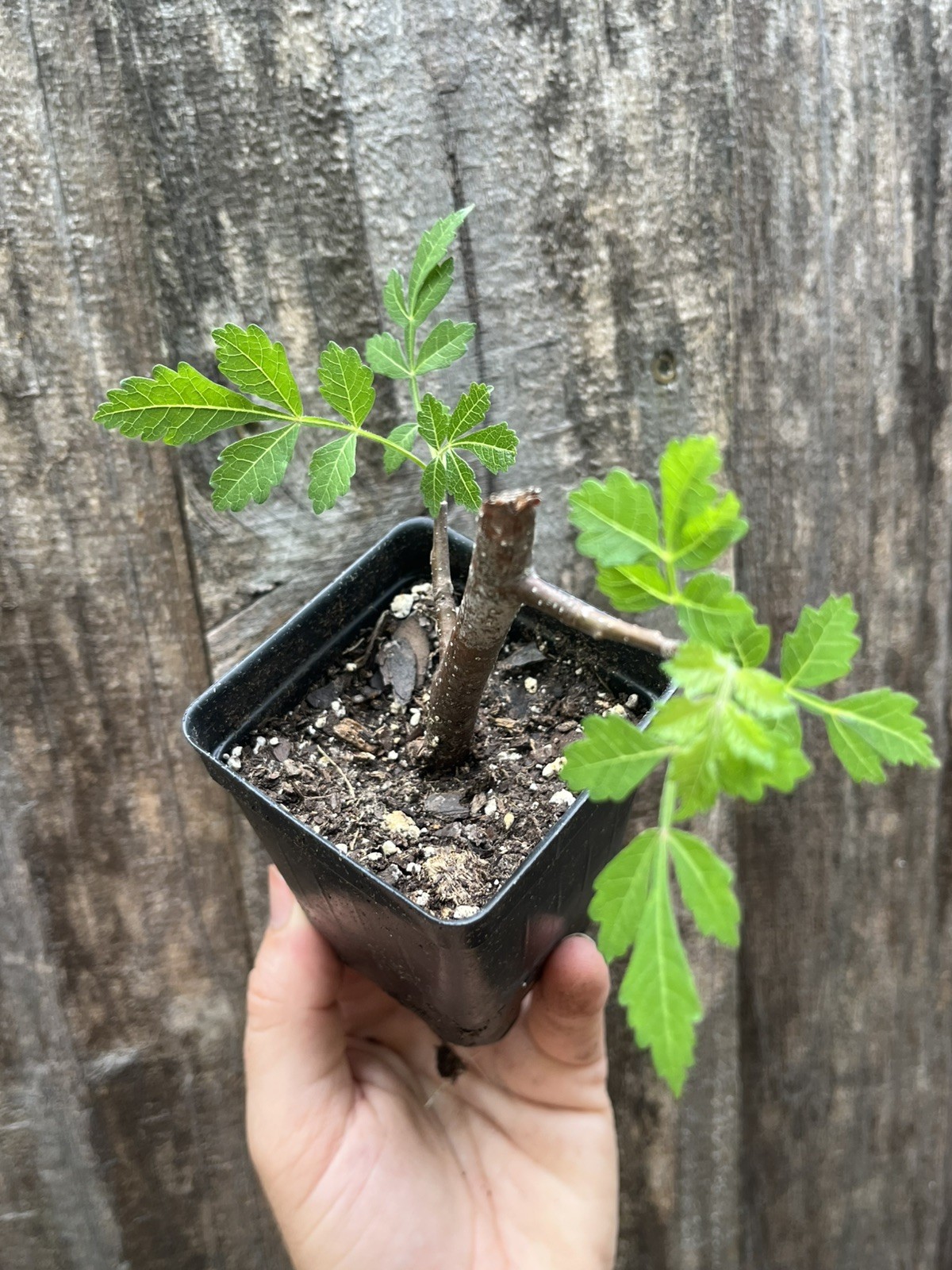 Palo Santo Bursera graveolens Mexican Green Variety Holy Wood Incense Live Plant