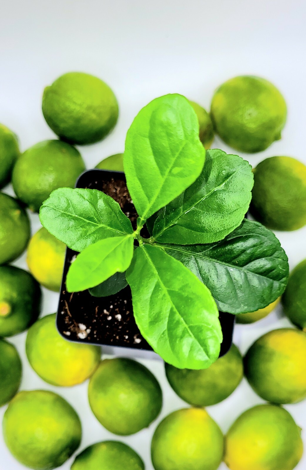 Healthy key lime seedlings, 3-5 inches tall