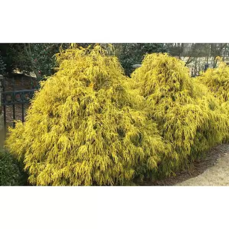 1 Gal. Kings Gold Threadbranch Cypress Shrub Brings Rich, Permanent Color to Any