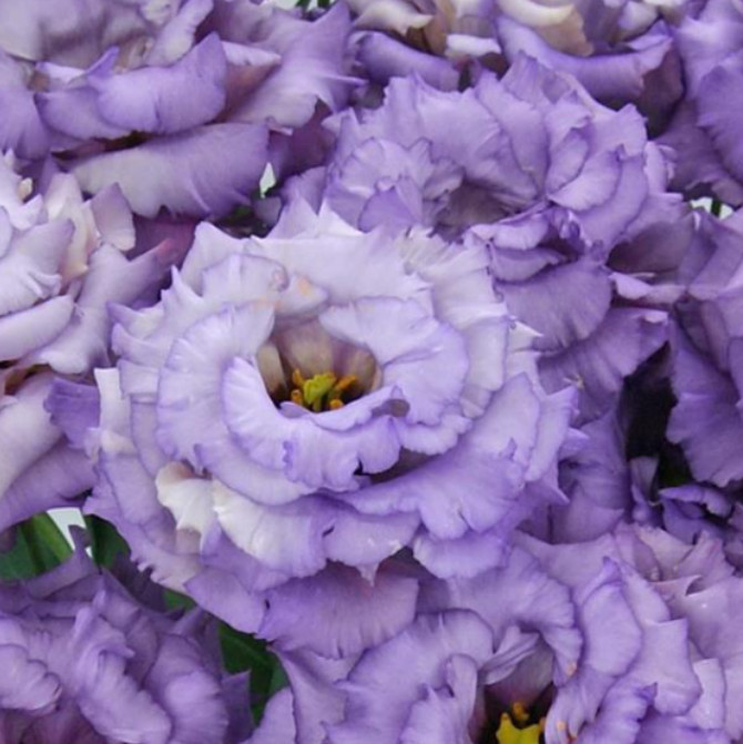 Celeb 2 Metallic Blue Lisianthus Plug Plant – 2-4″ Tall – Metallic Blue Flowerin
