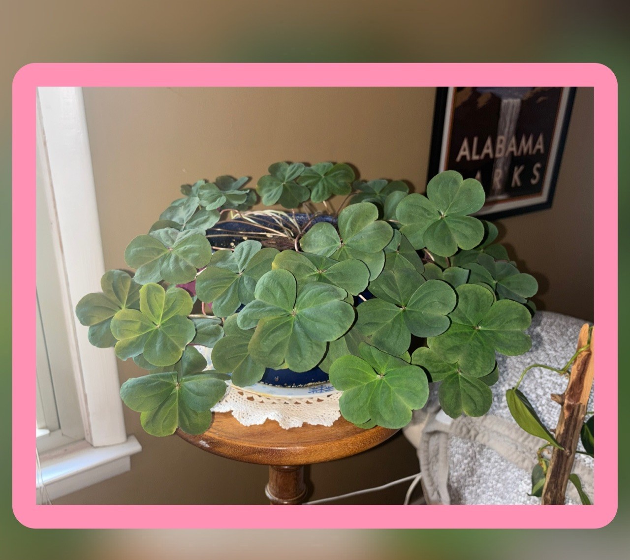 👒Pink Oxalis Wood Sorrel~ 3 Mounds~ Organic~ Lush Ground Cover Perennial
