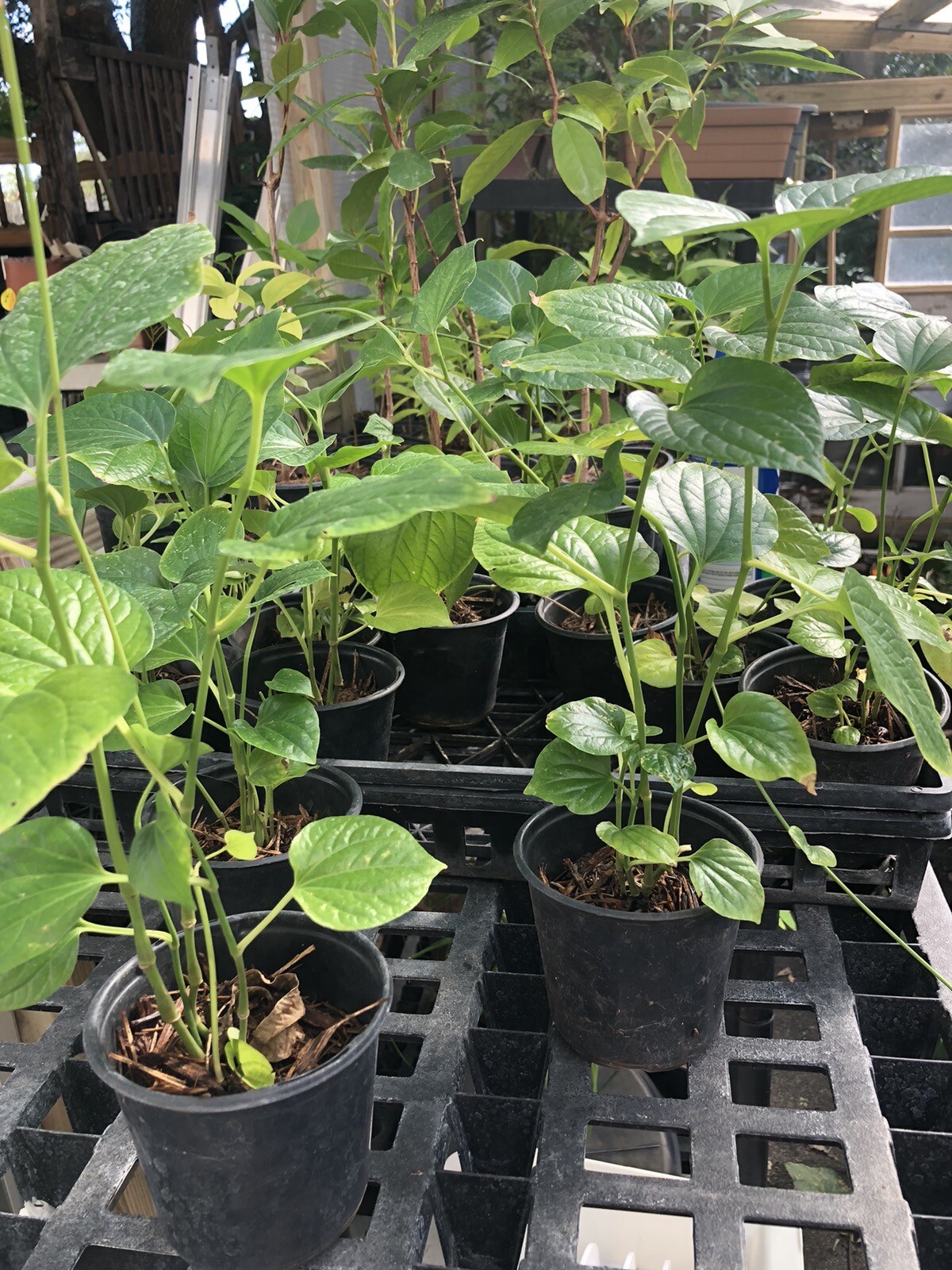 1 Pot Of Well Rooted BETEL LEAF, PEPER Paan , Piper sarmentosum, Lá Lốt, As Pics