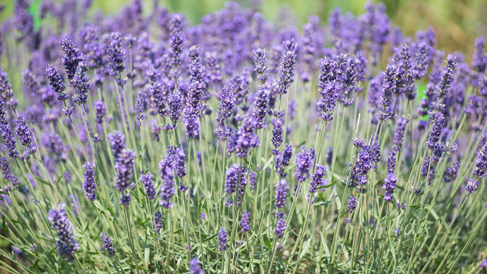 Lavender Vera/English Seeds for Planting – Organic NO GMO’s . Free Shipping!