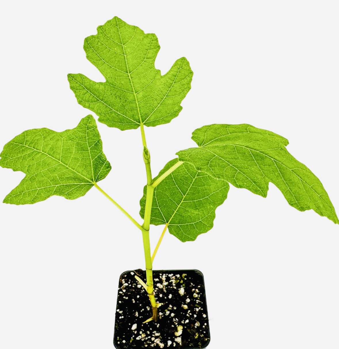1 PACK 4” POT HARDY CHICAGO FIG TREE BEST GIFT LIVE PLANT FRESH GUARANTEED