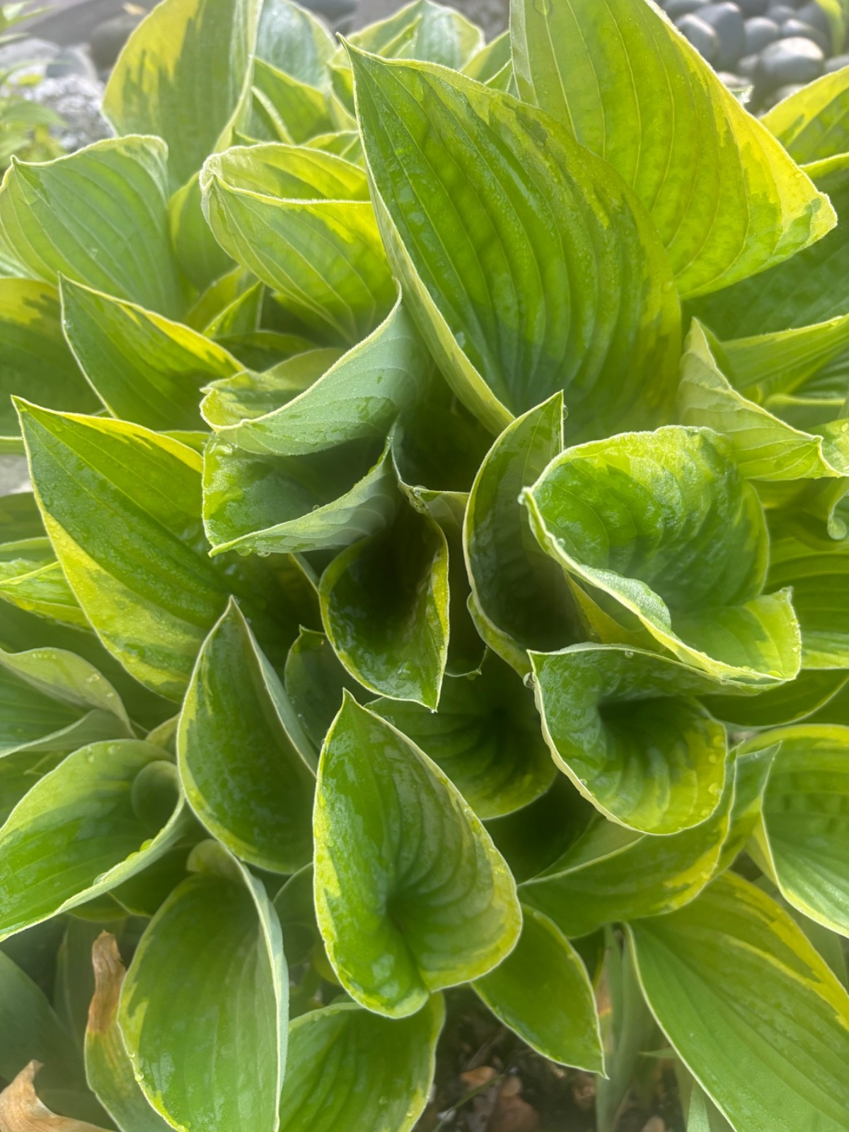 Hosta Christmas 5 live plants, Summer Blooms & Green Variegated Foliage in Shade