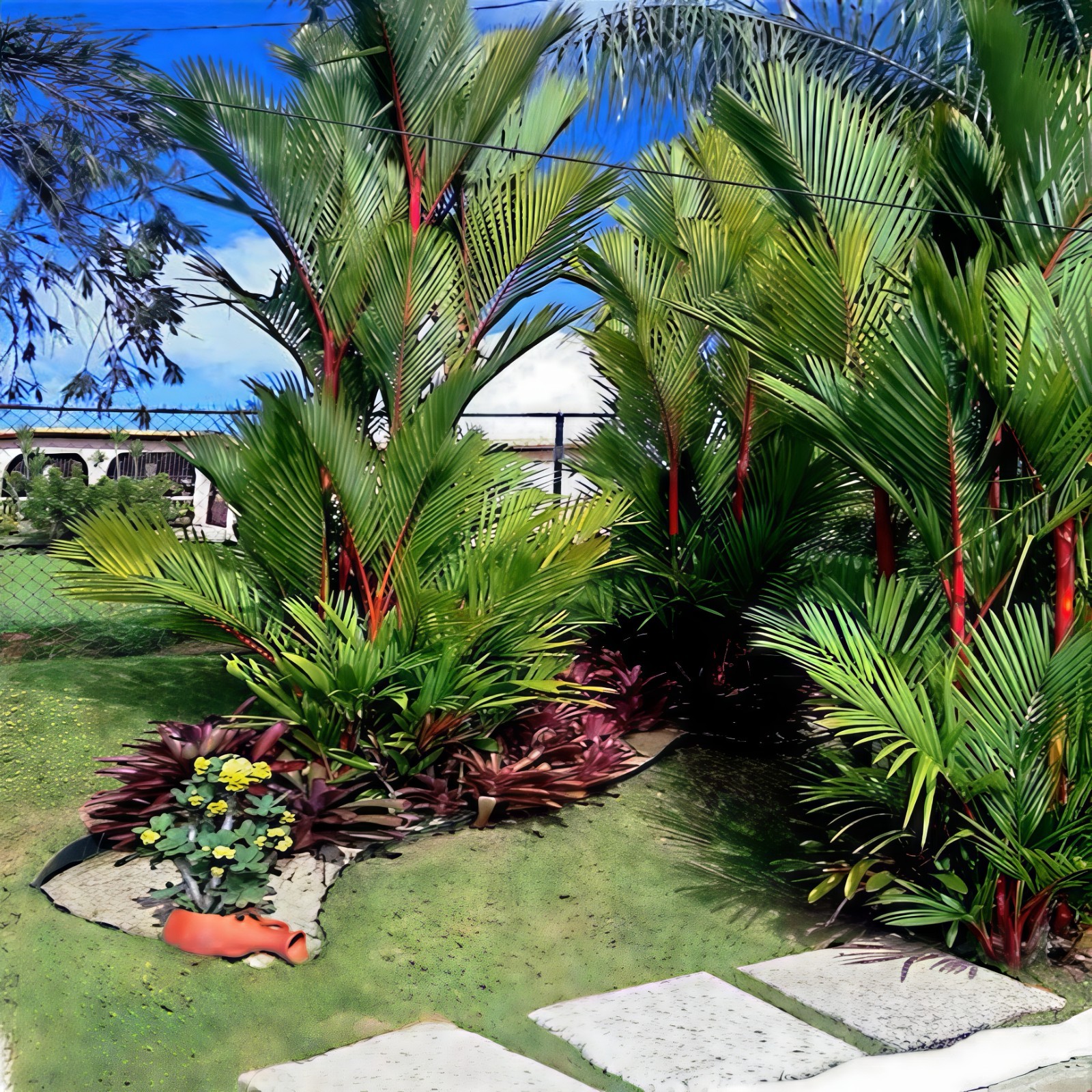 10 RED SEALING WAX “LIPSTICK” PALM TREE SEEDS (Cyrtostachys renda) House Plant