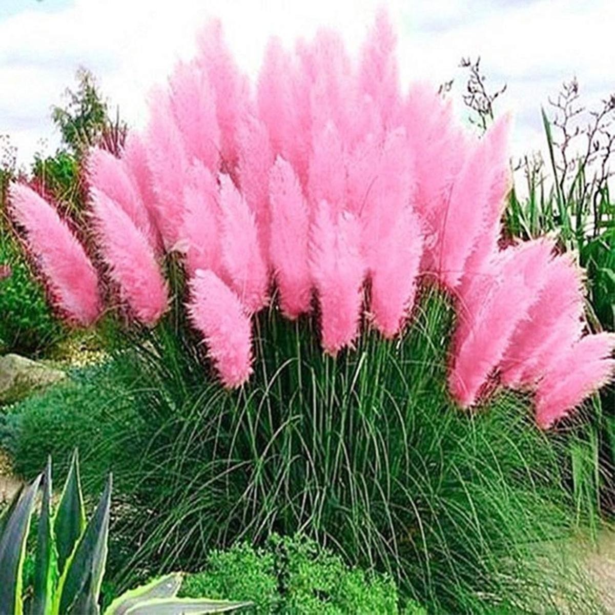 Pink Pampas Grass Seed Cortaderia Selloana Free Shipping!