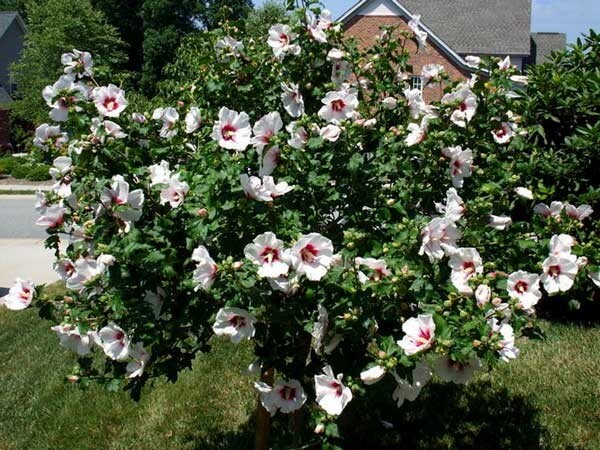 10 Hibiscus Syriacus Cuttings Hardy Hibiscus Assorted Colors Unrooted Cuttings