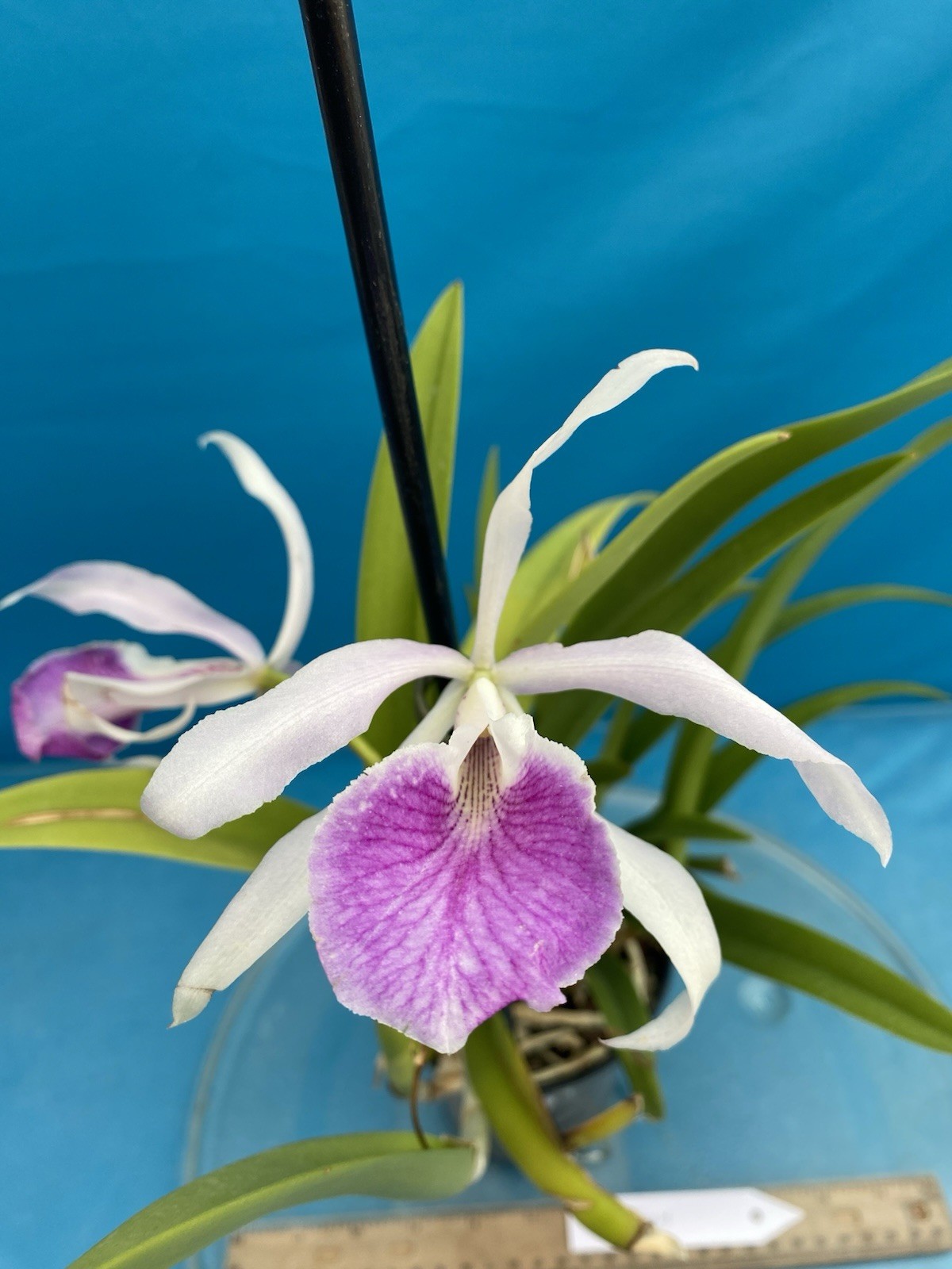 Brassocattleya Kay Purple White Fragrant Orchid Hybrid New Division 4” Pot