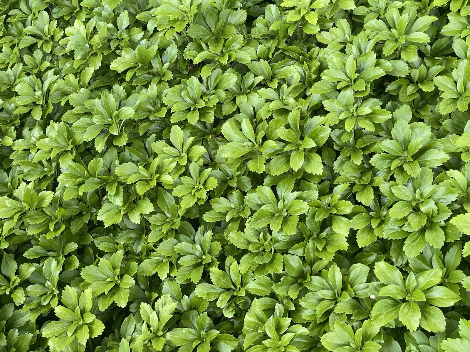 100 Japanese Pachysandra plants evergreen ground cover low maintenance