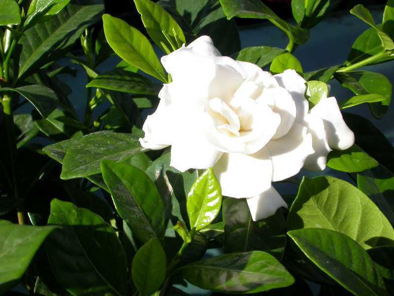 2 HEIRLOOM WHITE GARDENIA BUSH 1 ft. CAPE JASMINE SHRUB LIVE STARTER PLANTS